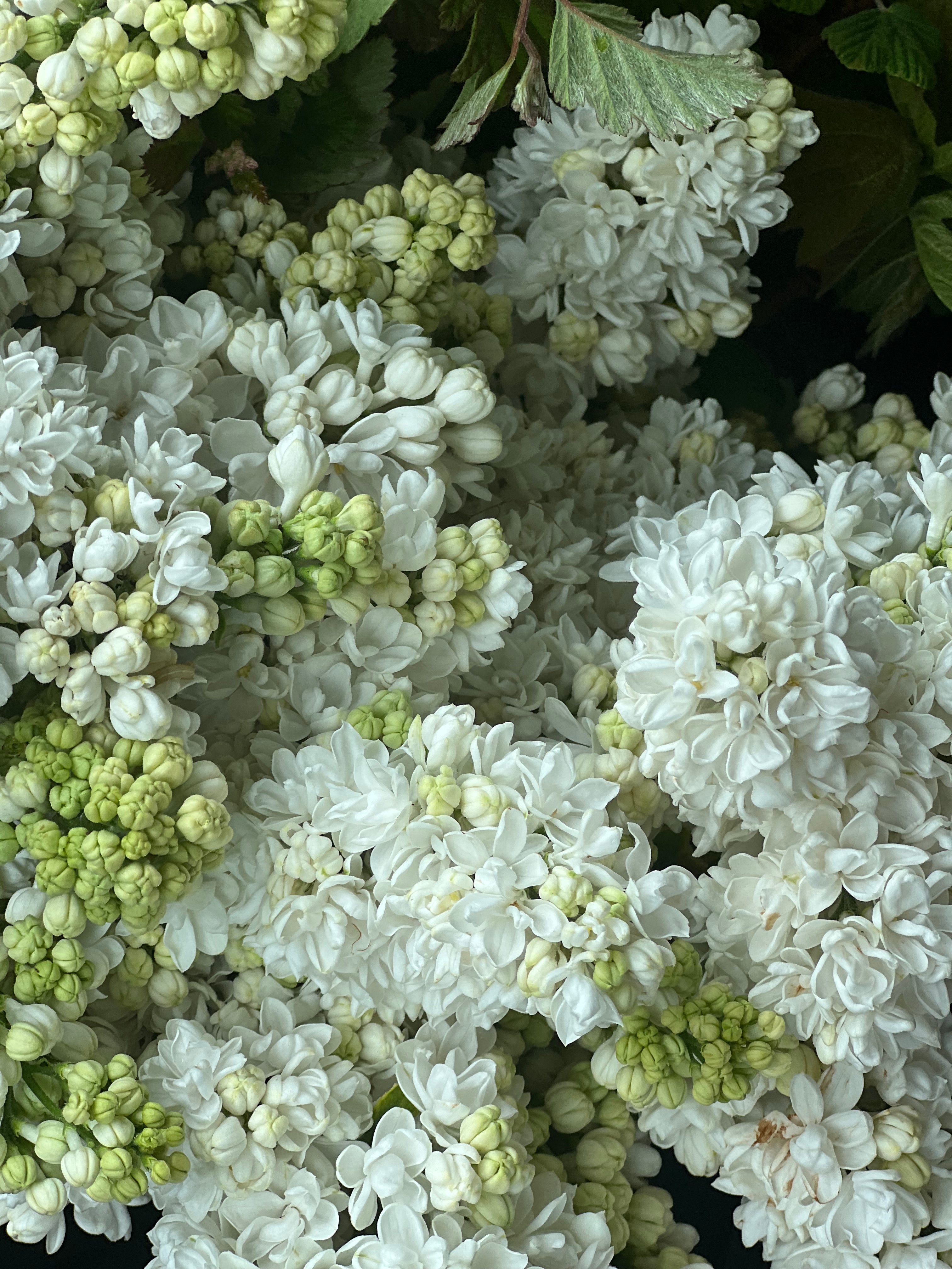 Daily Flowers