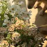 Books & Blooms Bundle: Pride and Prejudice Painted Edition
