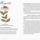 Jane Austen's Garden by Molly Williams