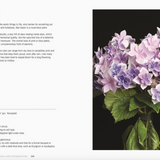 Hydrangeas: Beautiful Varieties For Home & Garden